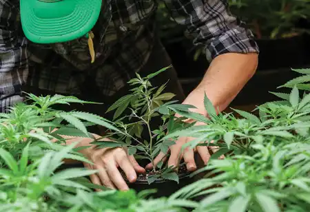 Cannabis Testing: Ensuring Quality and Safety in the Cannabis Industry
